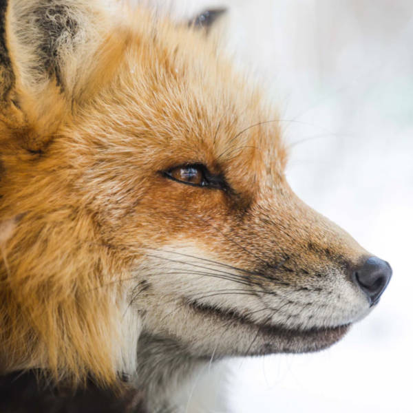 A close up of a stoic looking fox.